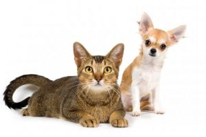 Despesa animal: a importância de se planejar antes de adotar um pet
